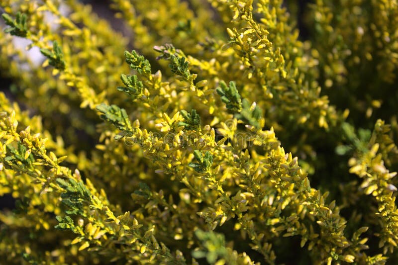 Bunte Heide im Garten stockbild. Bild von leng, nave 178585355