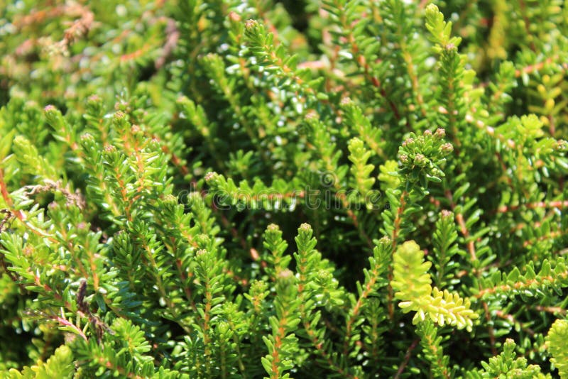 Bunte Heide im Garten stockbild. Bild von blumen, pflanzen 194277749