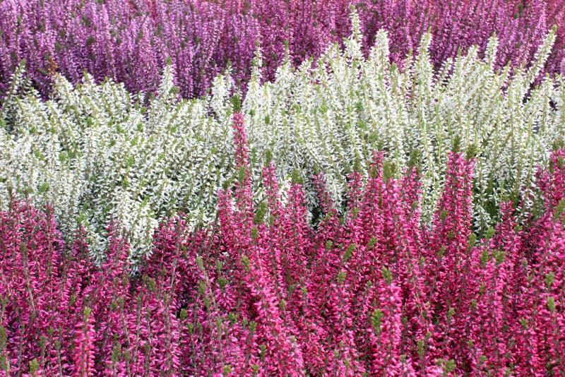 Bunte Heide im Garten stockbild. Bild von dekorativ 194220049