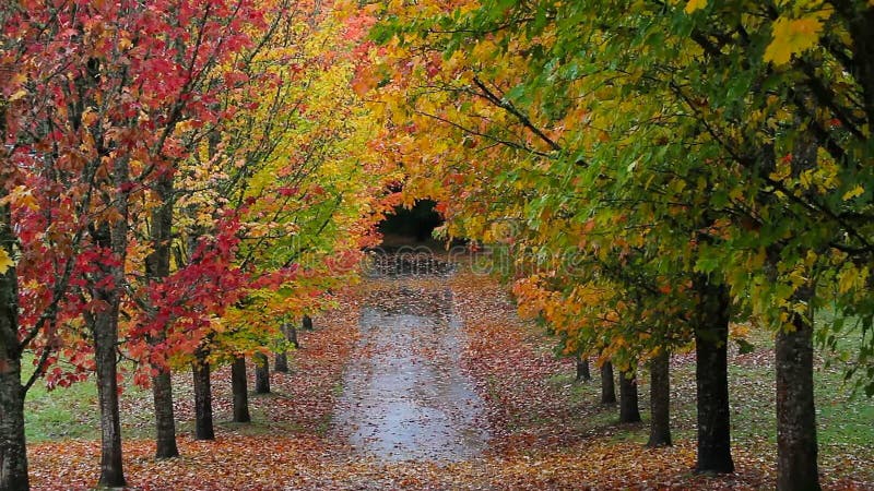 Bunte Herbstfallblätter von den hohen Ahornbäumen, die entlang Straße im Park gezeichnet werden, summen heraus 1080p laut