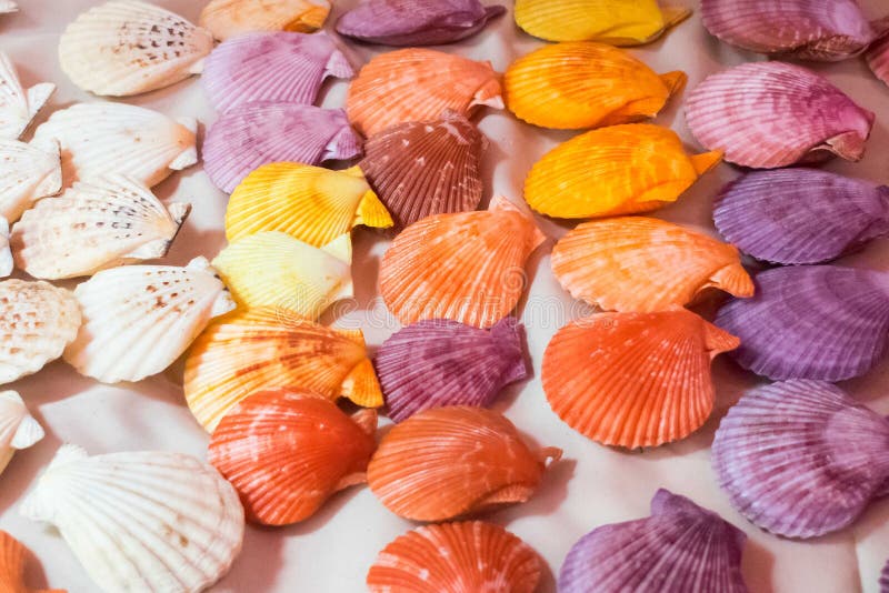 Bunte Kammmuschelseeoberteile, bunte Oberteile. Bunte Kammmuschelseeoberteile auf einer Reihe auf dem Tisch gelegt