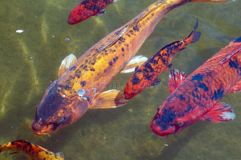 Koi Fischt Schwimmen Im Teich Stockbild Bild von nahaufnahme, farbe