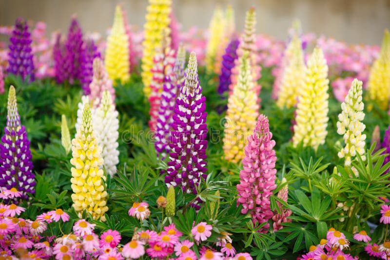 Bunte Lupinen stockfoto Bunte Lupinen stockfoto