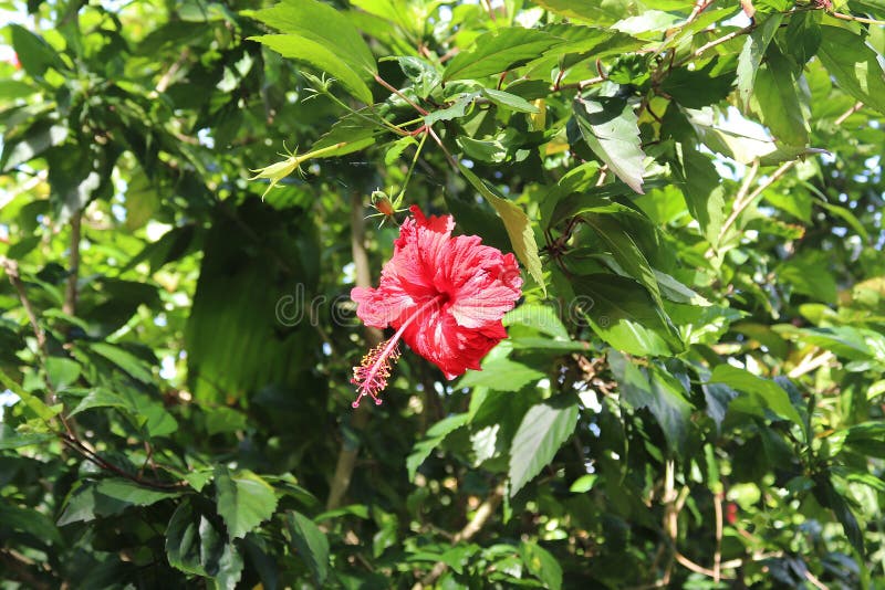Bunte Makroschüsse von Blumen auf der Seychellen-Insel stockfotografie Bunte Makroschüsse von Blumen auf der Seychellen-Insel stockfotografie