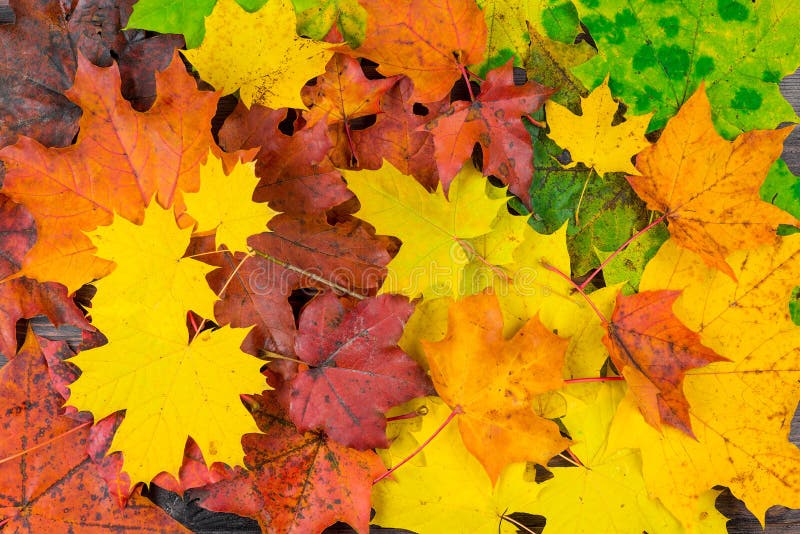 bunte schöne Herbstahornblätter lizenzfreie stockfotografie bunte schöne Herbstahornblätter lizenzfreie stockfotografie