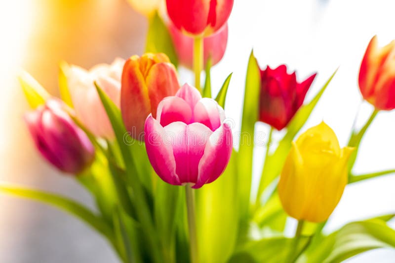 Bunte Tulpenblumen als Grußkarte Mutter-Tag oder Frühlingskonzept stockbilder Bunte Tulpenblumen als Grußkarte Mutter-Tag oder Frühlingskonzept stockbilder
