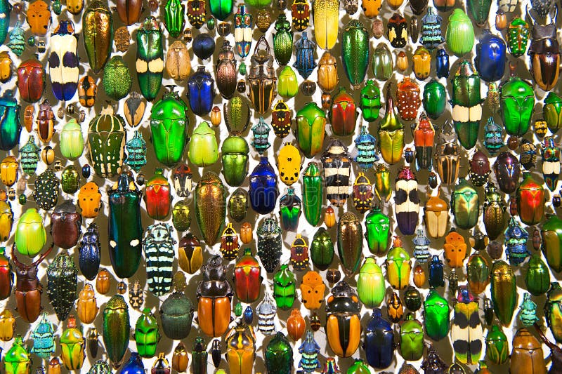 Bunte Wanzen und Käfer stockfotos Bunte Wanzen und Käfer stockfotos