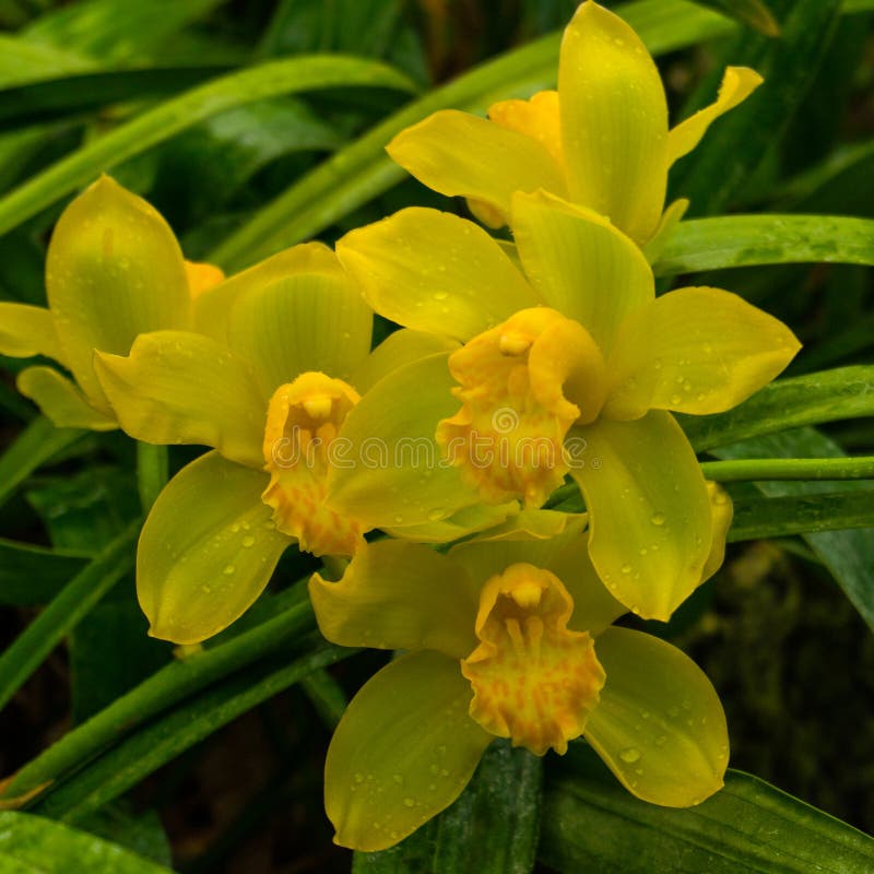 Bunte wilde gelbe Orchideen auf der Niederlassung im tropischen Regenwald stockbilder Bunte wilde gelbe Orchideen auf der Niederlassung im tropischen Regenwald stockbilder