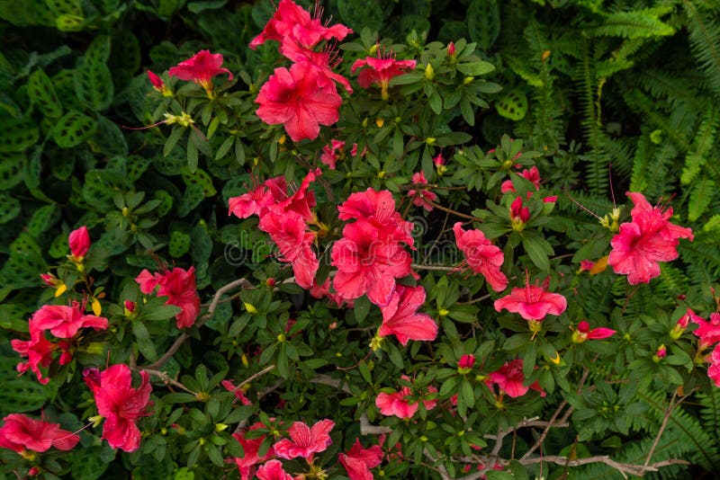 Bunte wildes Rosa-Blumen auf der Niederlassung im tropischen Regenwald lizenzfreie stockfotografie Bunte wildes Rosa-Blumen auf der Niederlassung im tropischen Regenwald lizenzfreie stockfotografie