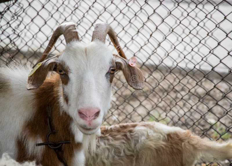 Bunte Ziege, welche die Kamera, Tierporträt im Hinterhof mit Metallzaun hinten betrachtet lizenzfreies stockfoto Bunte Ziege, welche die Kamera, Tierporträt im Hinterhof mit Metallzaun hinten betrachtet lizenzfreies stockfoto