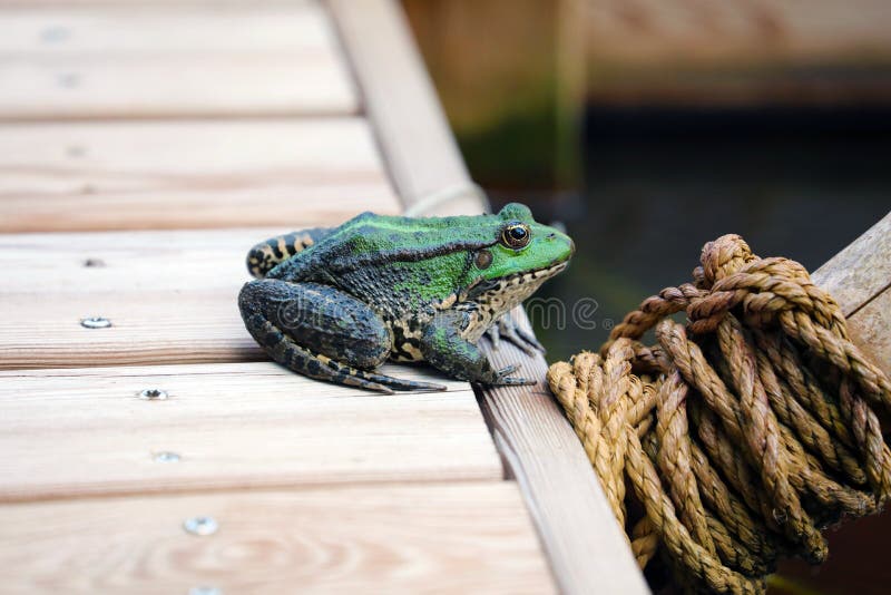 Bunter Frosch-Abschluss herauf Profil stockfotos Bunter Frosch-Abschluss herauf Profil stockfotos