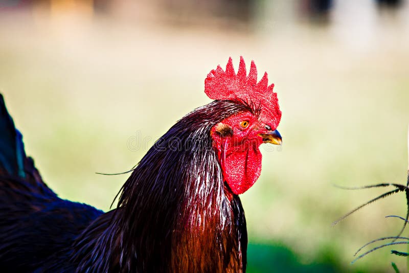 Bunter Hahn auf grünem Naturhintergrund stockbilder