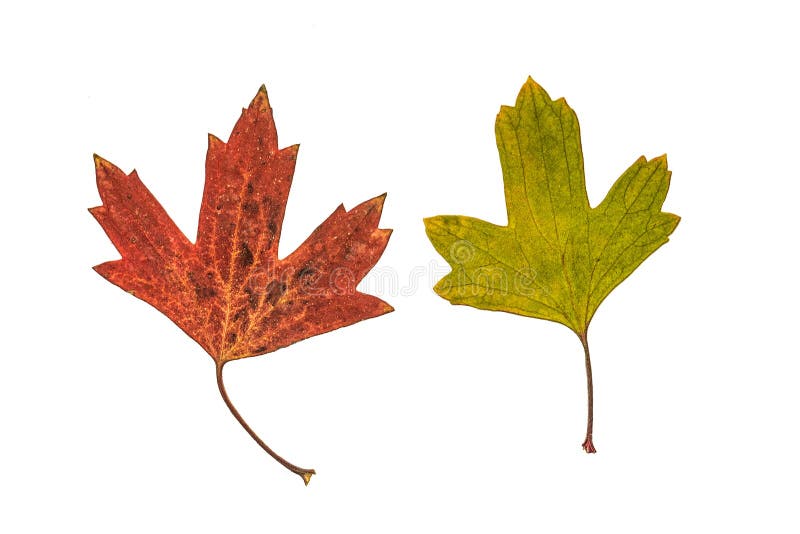 Bunter Herbst rot und grüne Blätter von goldenem Korinthe krondal lokalisiert auf einem weißen Hintergrund lizenzfreies stockfoto Bunter Herbst rot und grüne Blätter von goldenem Korinthe krondal lokalisiert auf einem weißen Hintergrund lizenzfreies stockfoto