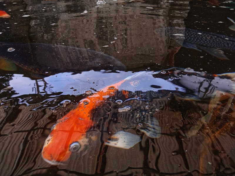 44+ Bunter Fanekuchn Teich, Welche fische passen in meinen