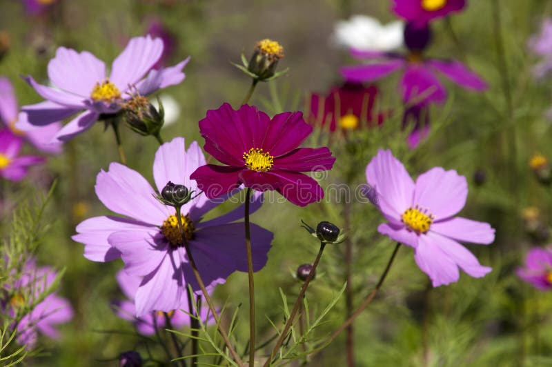 Bunter Kosmos Wildflower in der Wiese lizenzfreie stockfotos Bunter Kosmos Wildflower in der Wiese lizenzfreie stockfotos