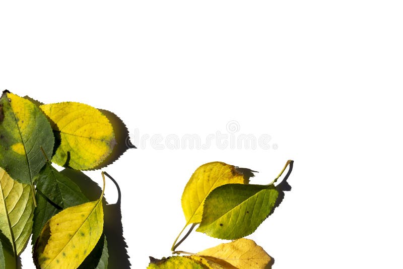 Bunter mehrfarbiger Herbstlaub isoliert auf weißem Hintergrund Auffassung von oben Gelbgrüne Blätter
