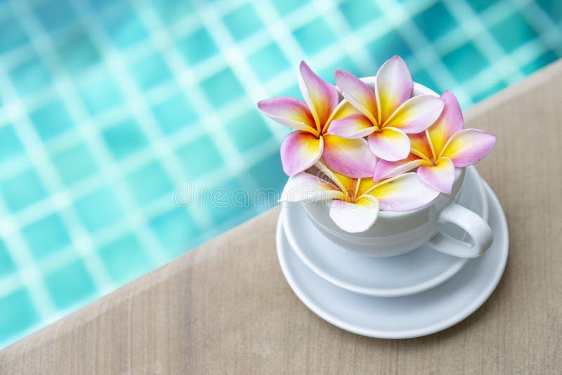 Bunter neuer Plumeriafluß in weiße Kaffeetasse über unscharfem blauem Swimmingpool-Wasserhintergrund lizenzfreie stockfotos Bunter neuer Plumeriafluß in weiße Kaffeetasse über unscharfem blauem Swimmingpool-Wasserhintergrund lizenzfreie stockfotos