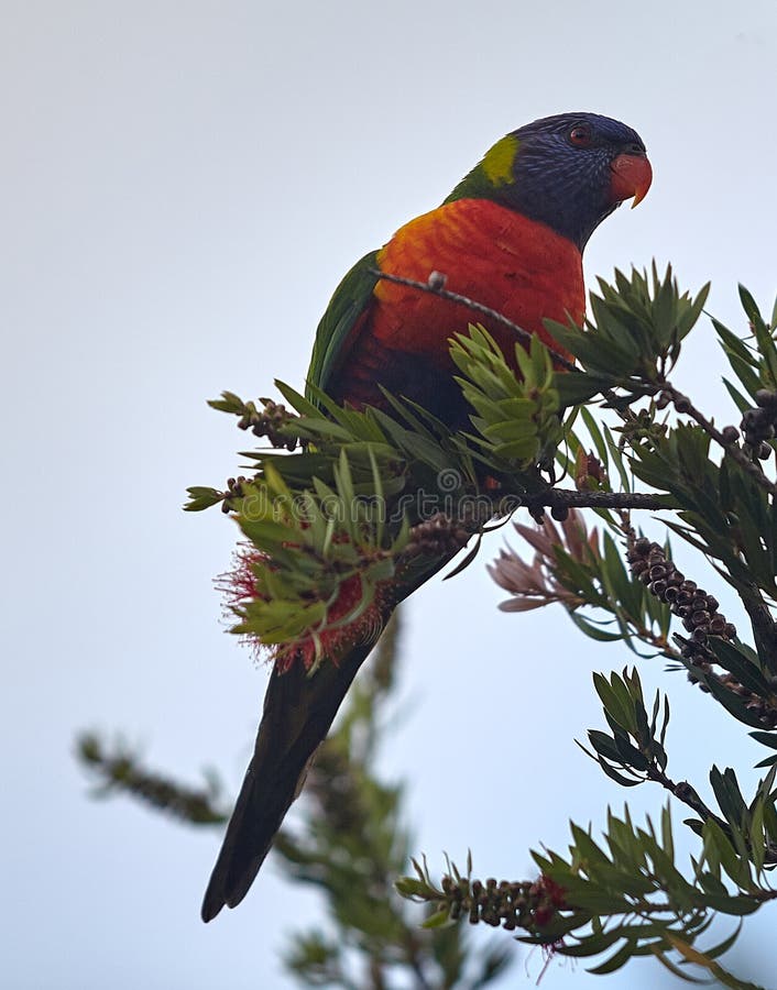 Bunter Regenbogen Lorikeet hockte in einem Flaschen-Bürstenbaum stockbild Bunter Regenbogen Lorikeet hockte in einem Flaschen-Bürstenbaum stockbild