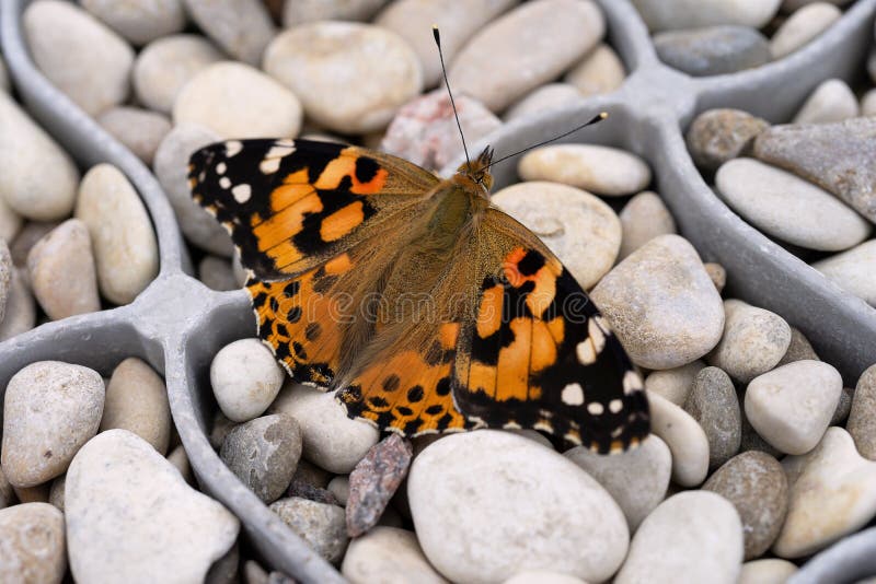 Bunter Schmetterlingsdistelfalter auf den Steinen lizenzfreies stockbild Bunter Schmetterlingsdistelfalter auf den Steinen lizenzfreies stockbild