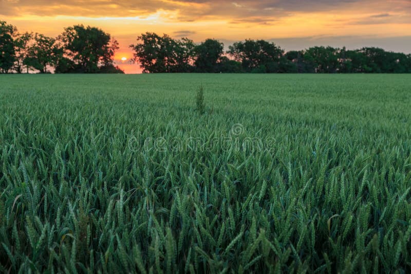 Bunter Sonnenuntergang über einem grünen Feld des Weizens lizenzfreie stockbilder Bunter Sonnenuntergang über einem grünen Feld des Weizens lizenzfreie stockbilder