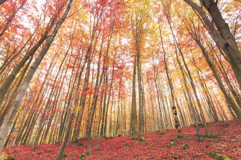 Bunter szenischer Herbstwald, Rot verlässt aus den Grund lizenzfreie stockbilder Bunter szenischer Herbstwald, Rot verlässt aus den Grund lizenzfreie stockbilder