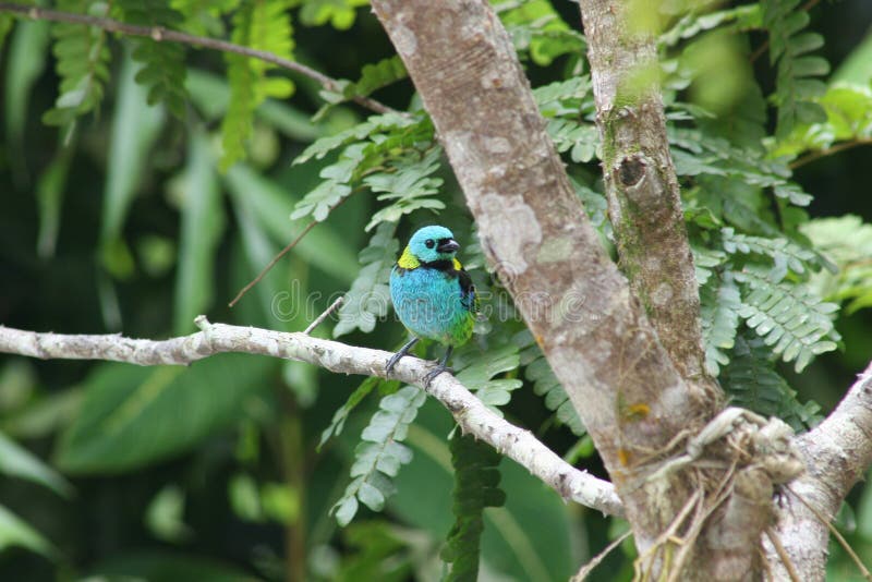 Bunter Tropischer Vogel Stockfoto Bild Von Vogel Bunter