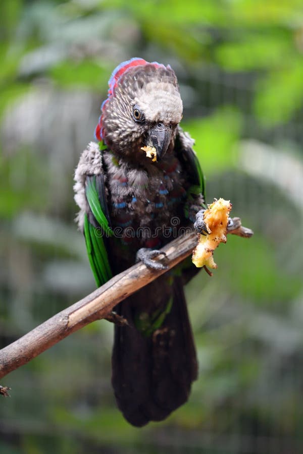Bunter tropischer Vogel stockfoto. Bild von garten, grün
