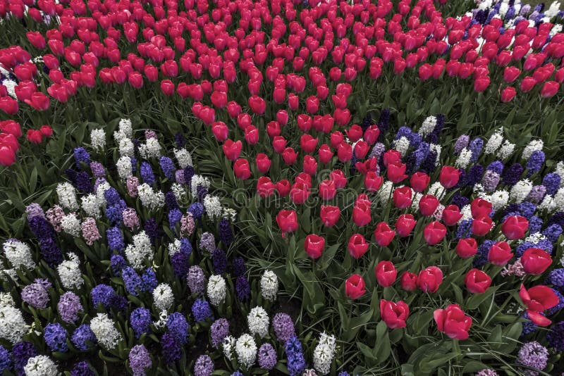 Buntes Tulpen Garten Patchwork lizenzfreies stockfoto