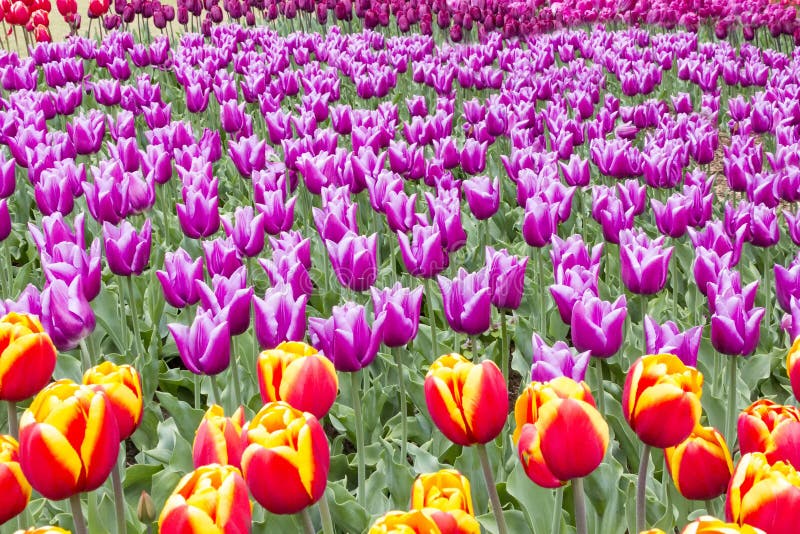 Buntes Tulpenbeet, Patchwork lizenzfreie stockfotos
