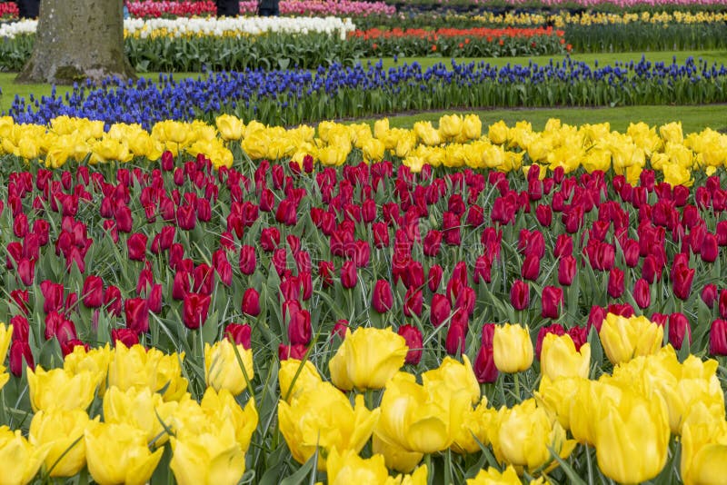 Buntes Tulpe-Garten-Patchwork stockfotografie