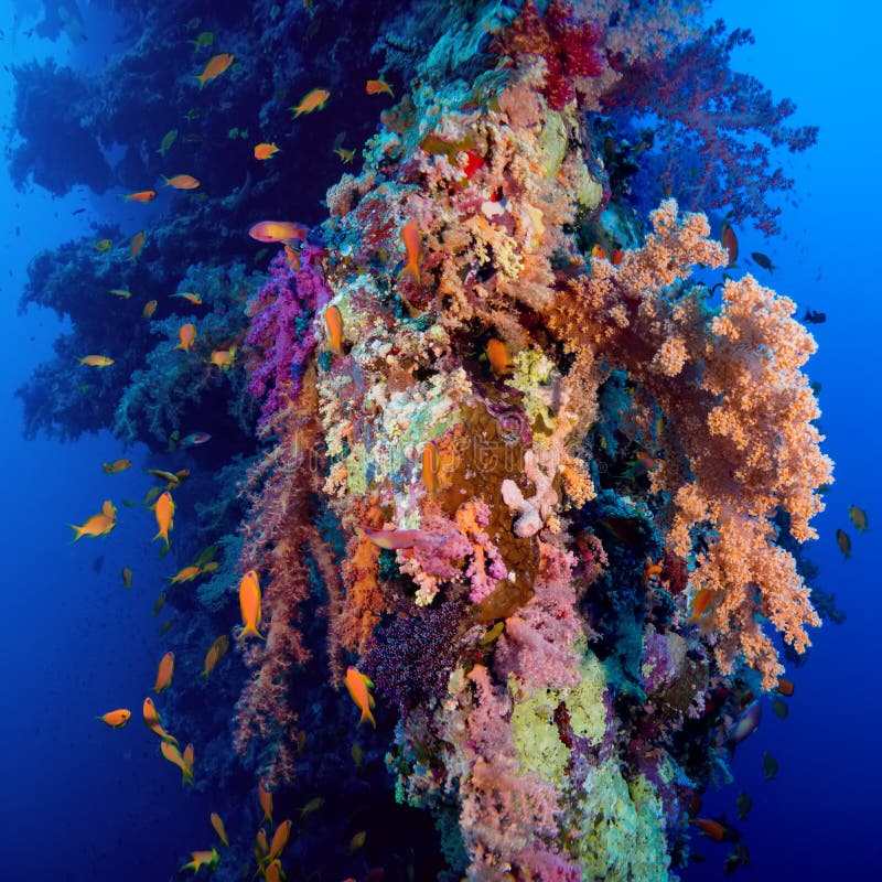 Buntes Unterwasserriff mit Koralle und Schwämmen lizenzfreie stockfotos Buntes Unterwasserriff mit Koralle und Schwämmen lizenzfreie stockfotos