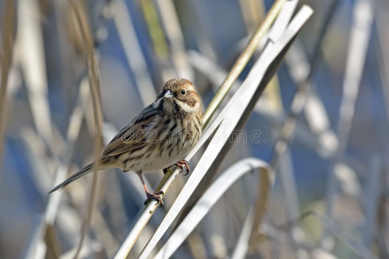 Bunting Common Reed, Grecia foto de archivo libre de regalías Bunting Common Reed, Grecia foto de archivo libre de regalías