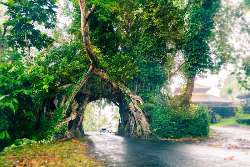 Bunut Bolong, Wielkiej ogromnej tropikalnej natury Ficus żywy zielony drzewo z tunelu łukiem przetkany drzewo zakorzenia przy baz obraz royalty free Bunut Bolong, Wielkiej ogromnej tropikalnej natury Ficus żywy zielony drzewo z tunelu łukiem przetkany drzewo zakorzenia przy baz obraz royalty free