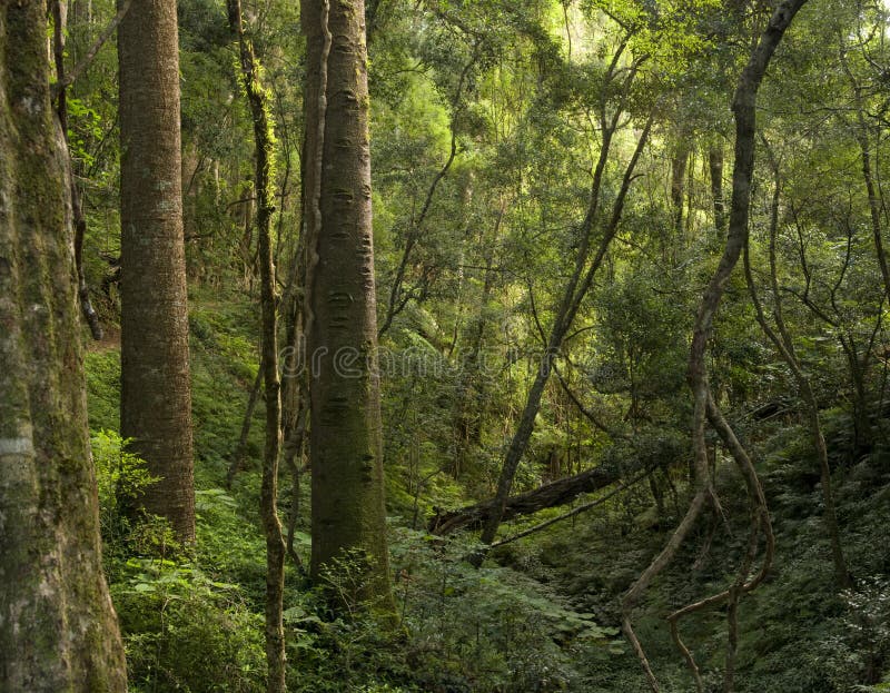 Bunya tree in fog stock image. Image of bunya, pine, mountain 587223