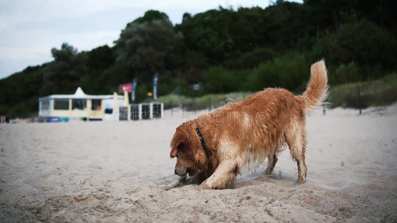 Buon Adorabile Cane Di Golden Retriever Che Gioca Su Una Spiaggia Di Sandy archivi video