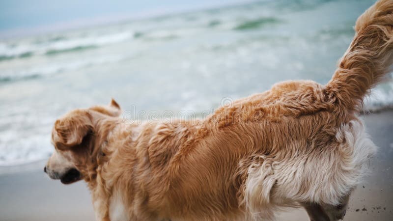 Buon Adorabile Cane Di Golden Retriever Che Gioca Su Una Spiaggia Di Sandy stock footage