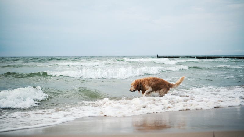 Buon Adorabile Cane Di Golden Retriever Che Gioca Su Una Spiaggia Di Sandy stock footage