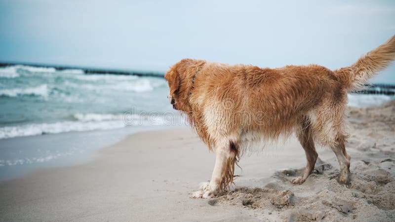 Buon Adorabile Cane Di Golden Retriever Che Gioca Su Una Spiaggia Di Sandy archivi video