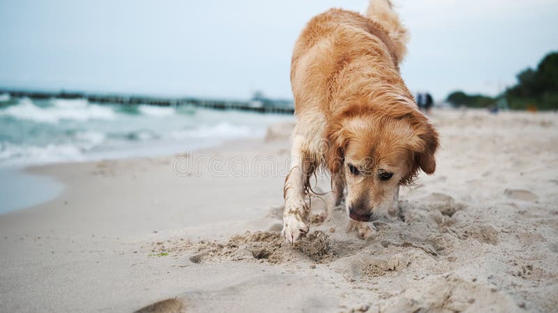 Buon Adorabile Cane Di Golden Retriever Che Gioca Su Una Spiaggia Di Sandy video d archivio