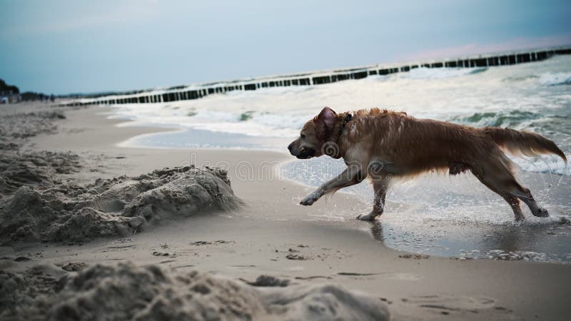 Buon Adorabile Cane Di Golden Retriever Che Gioca Su Una Spiaggia Di Sandy stock footage