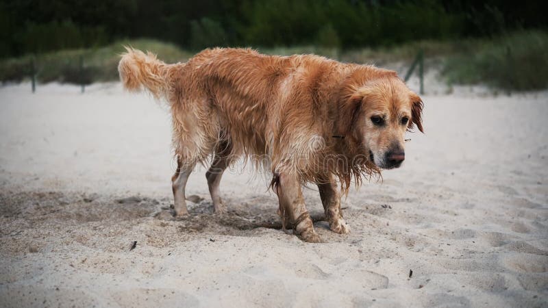 Buon Adorabile Cane Di Golden Retriever Che Gioca Su Una Spiaggia Di Sandy archivi video