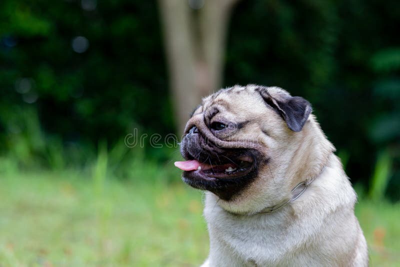 Buon Cane Razza, Sorridere Con Una Faccia Buffa Fotografia Stock