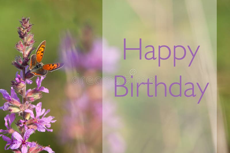 Buon compleanno con bella farfalla immagini stock libere da diritti Buon compleanno con bella farfalla immagini stock libere da diritti