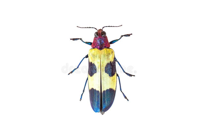 Buqueti de Chrysochroa photo libre de droits Buqueti de Chrysochroa photo libre de droits
