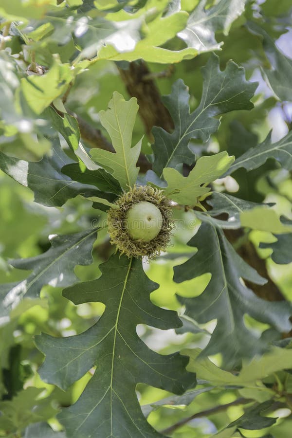Bur Oak Acorn stock image. Image of leaves, green, quercus 98754375