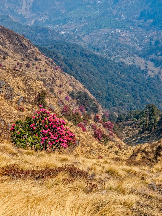Burans Flowers Himalaya Stock Photo Image 42279293