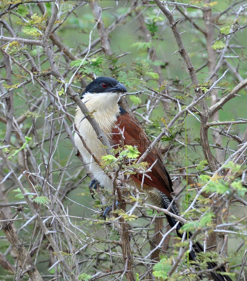 Burchell s Coucal stock image. Image of africa, elusive 22389021