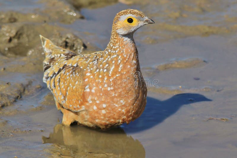 Burchell s Sand-Grouse - African Wild Bird Background - Colors of Life