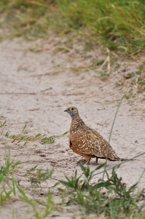 Burchell s Sandgrouse