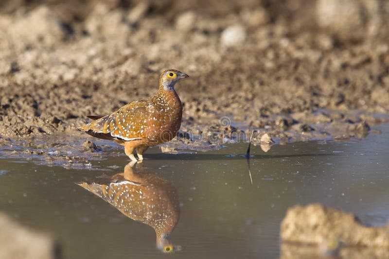 Burchell s Sandgrouse standing in water